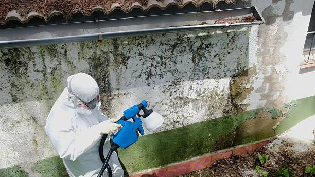 Top rated local Attic Mold Remediation specialists in Streamwood, IL